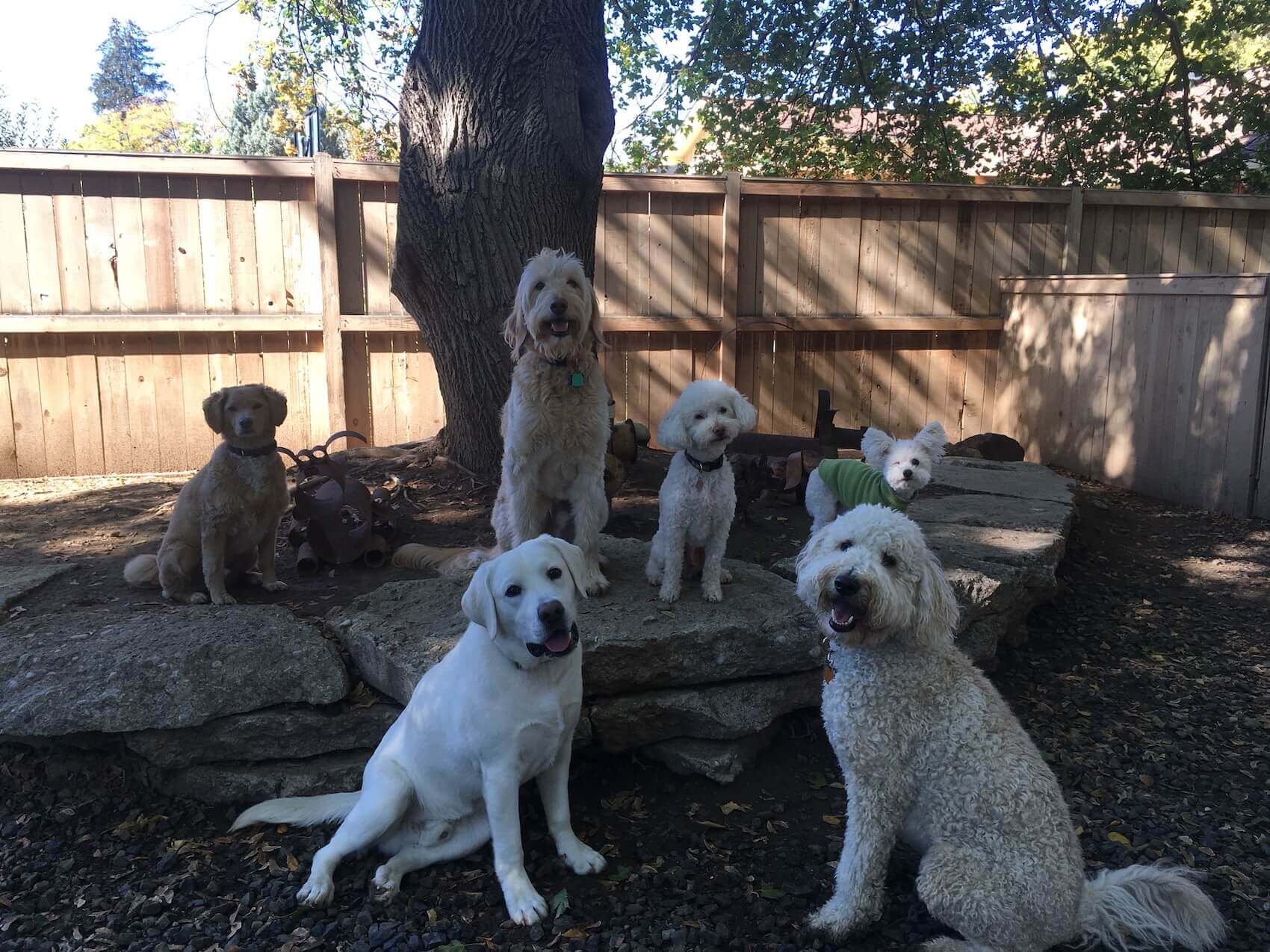 Dog Daycare & Training Dog Retreat Center